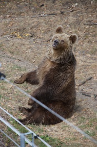 Niedźwiedź brunatny