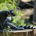 Lemur Katta