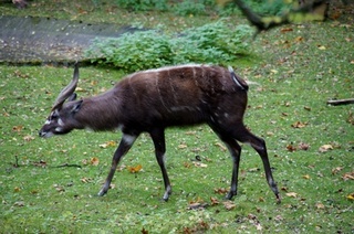 Sitatunga