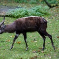 Sitatunga