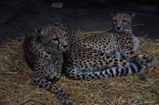 Gepard