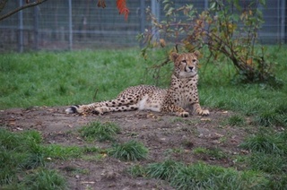 Gepard