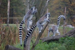 Lemur katta