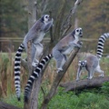 Lemur katta