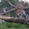 Lemur katta