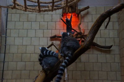 Lemur katta - "Siema pradawni bogowie..."