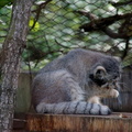 Manul