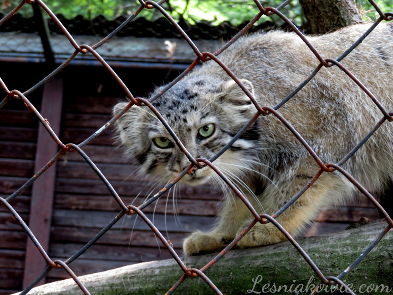 Manul