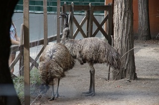 Emu