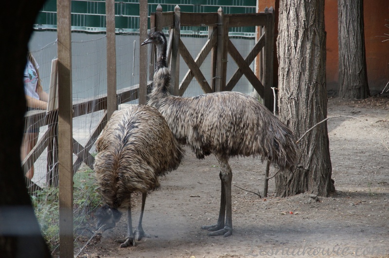 Emu