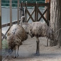 Emu