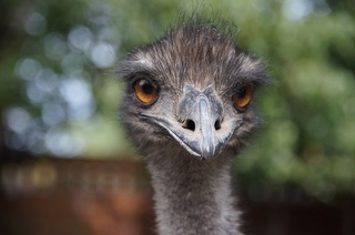 Emu