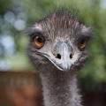 Emu