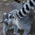 Lemur katta