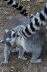 Lemur katta