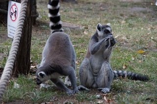 Lemur katta