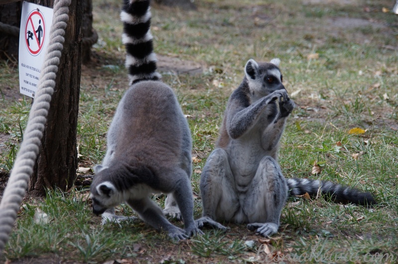 Lemur katta