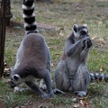 Lemur katta