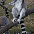 Lemur katta