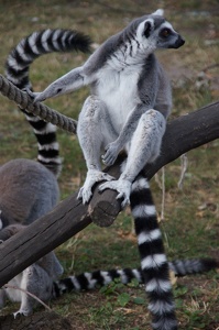 Lemur katta