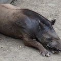 Tapir amerykański