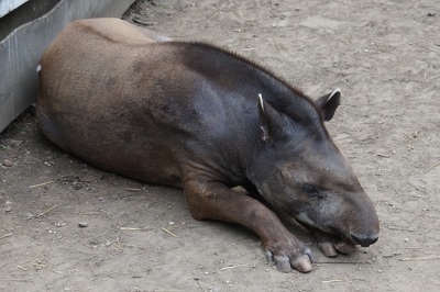 Tapir amerykański