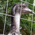 Emu