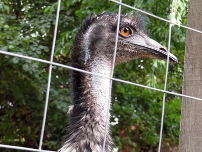 Emu