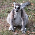 Lemur katta