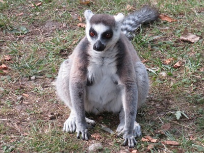 Lemur katta