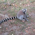 Lemur katta