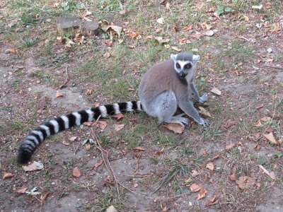 Lemur katta