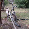 Lemur katta