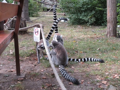 Lemur katta