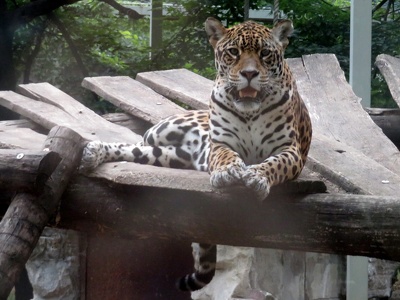 Jaguar