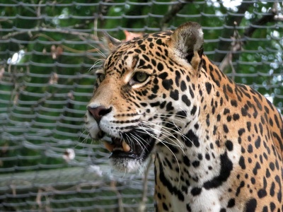 Jaguar