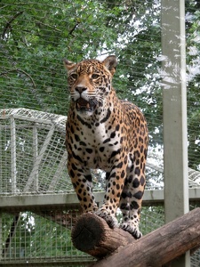 Jaguar