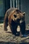 Niedźwiedź brunatny
