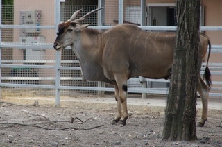 Eland