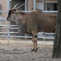 Eland