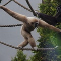 Gibbon białoręki