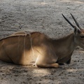 Eland