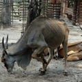 Eland