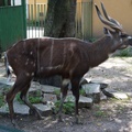 Sitatunga