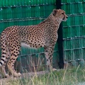 Gepard