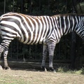 Zebra bezgrzywa