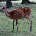 Sitatunga