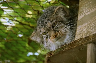 Manul