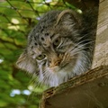 Manul