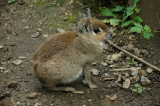 Mara solniskowa